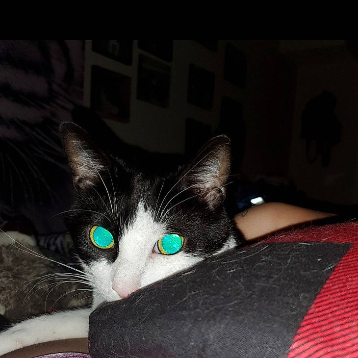 Sly is registered to the contest to win money with this photo: black_cat, carnivore, cat, claw, comfort, darkness, domestic_short_haired_cat, felidae, fur, grey, linens, nap, paw, small_to_medium_sized_cats, snout, tail, whiskers