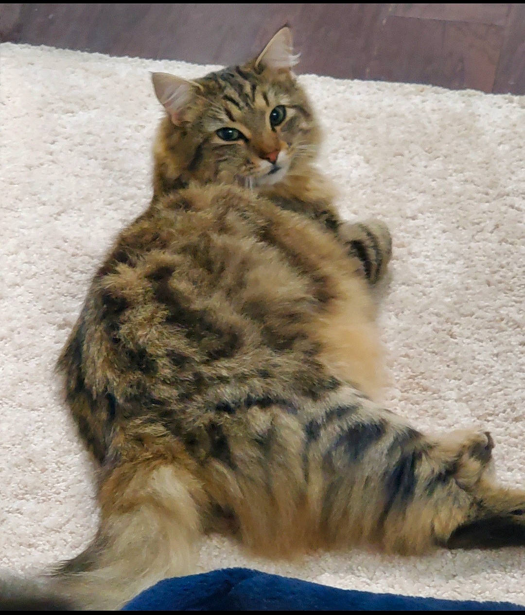 Dinky joined the competition — help win amazing prizes! carnivore, cat, claw, domestic_short_haired_cat, felidae, fur, natural_material, paw, sitting, small_to_medium_sized_cats, snout, tail, terrestrial_animal, whiskers, wildlife