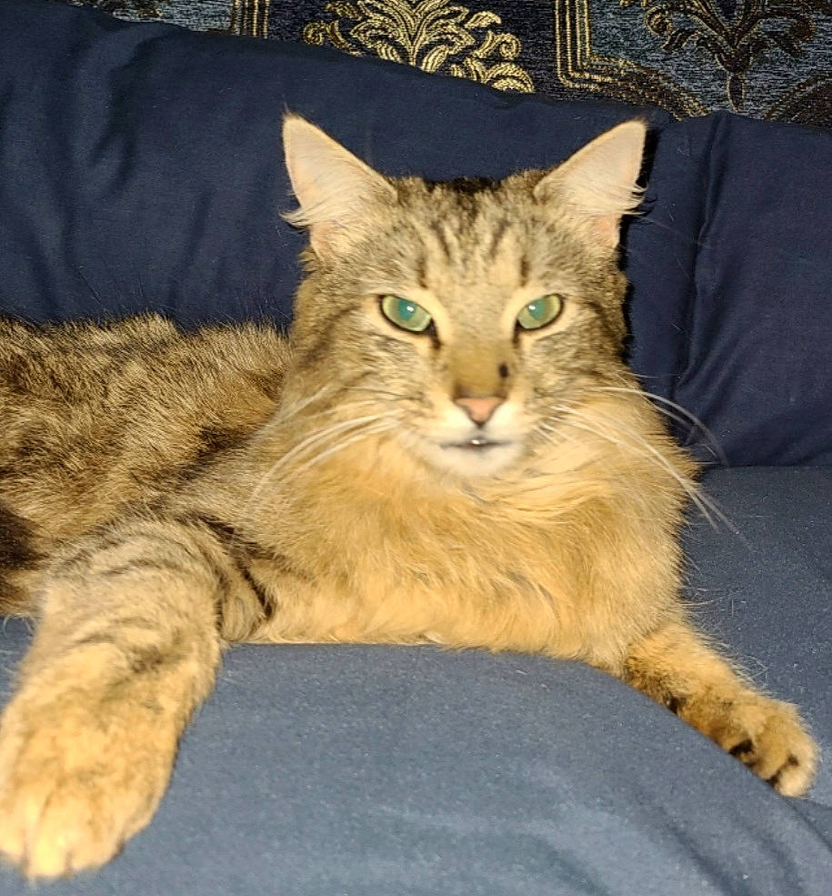 Dinky is registered to the contest to win money with this photo: carnivore, cat, claw, comfort, domestic_short_haired_cat, eye, fawn, felidae, fur, paw, sitting, small_to_medium_sized_cats, snout, tail, terrestrial_animal, whiskers, wildlife