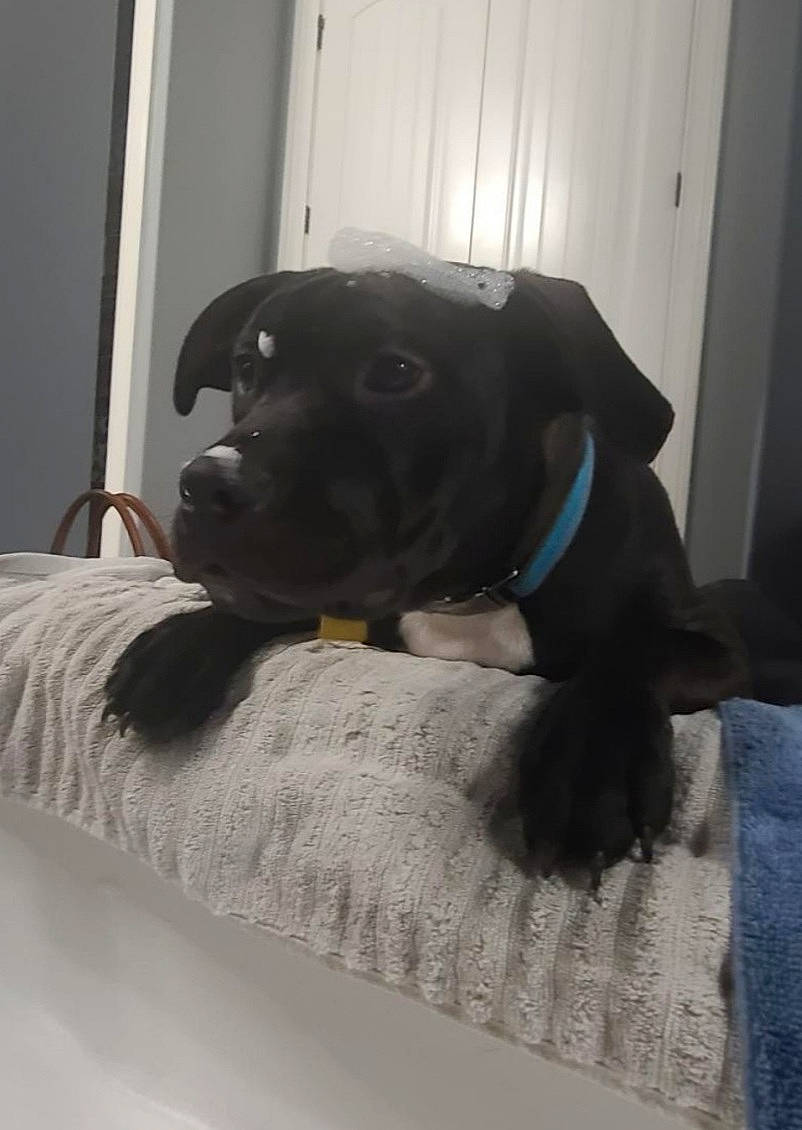 Meatball joined the competition — help win amazing prizes! borador, canidae, carnivore, collar, comfort, companion_dog, dog, dog_breed, fawn, flooring, fur, grey, guard_dog, gun_dog, puppy, snout, sporting_group, tail, whiskers, working_animal