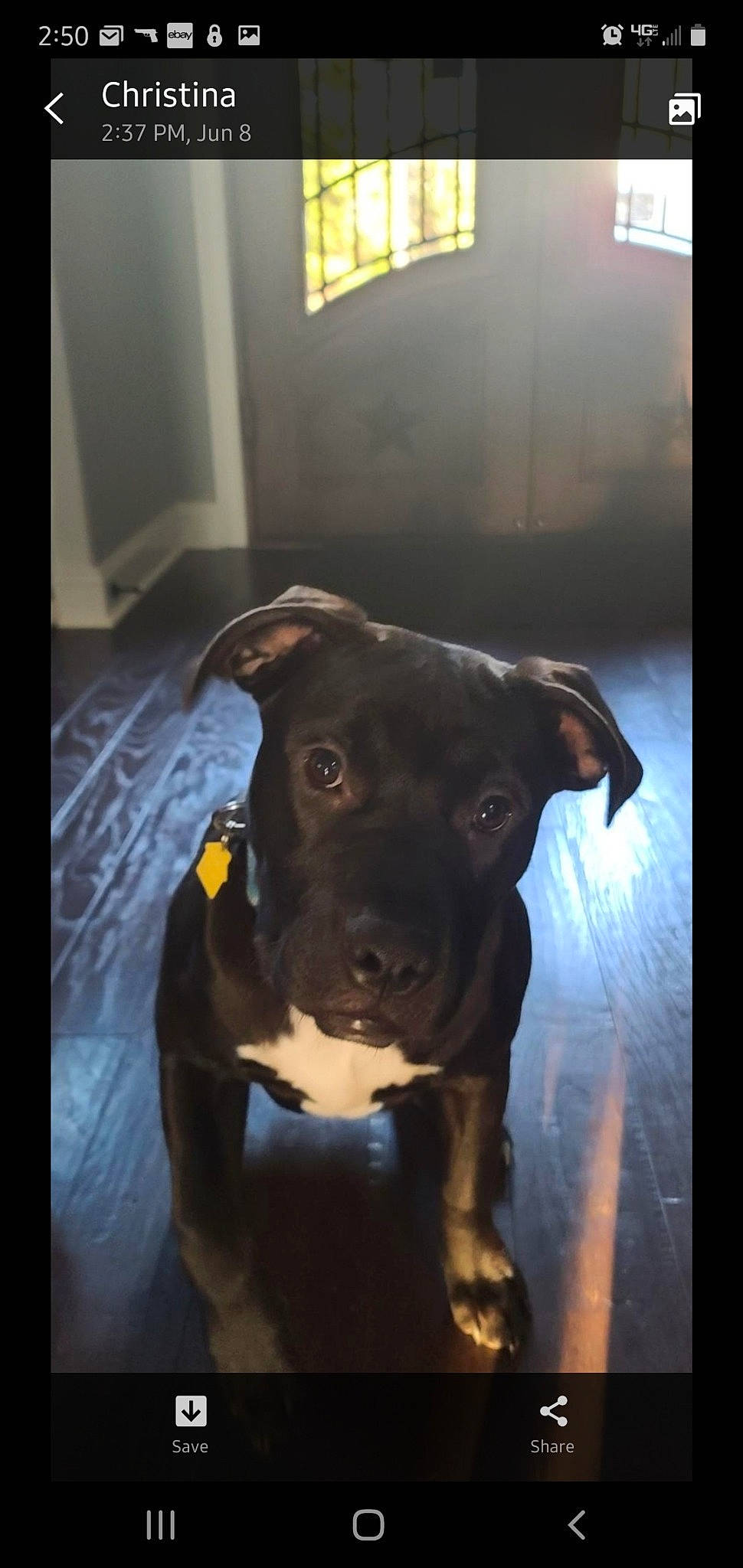 Meatball joined the competition — help win amazing prizes! borador, canidae, carnivore, companion_dog, dog, dog_breed, dog_collar, eye, fawn, flooring, guard_dog, light, non_sporting_group, pet_supply, snout, sporting_group, toy_dog, whiskers, working_animal, working_dog