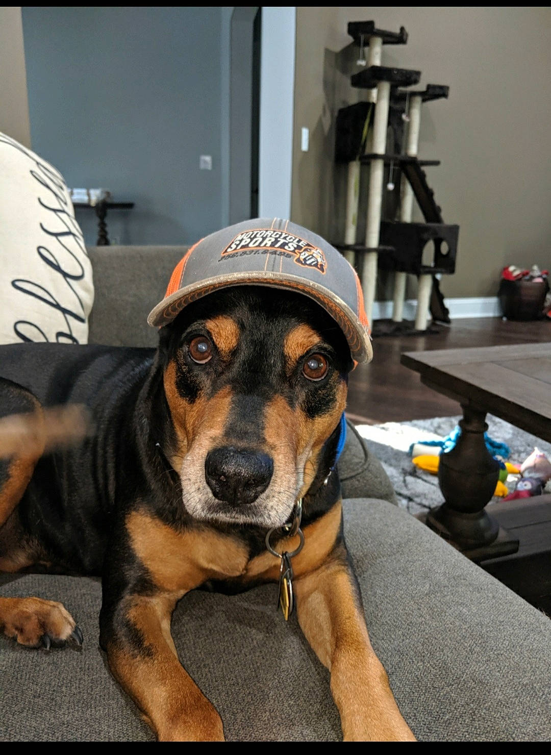 Chapo joined the competition — help win amazing prizes! camouflage, canidae, carnivore, companion_dog, couch, dog, dog_breed, flooring, fur, guard_dog, law_enforcement, metal, paw, personal_protective_equipment, rottweiler, snout, sporting_group, working_dog