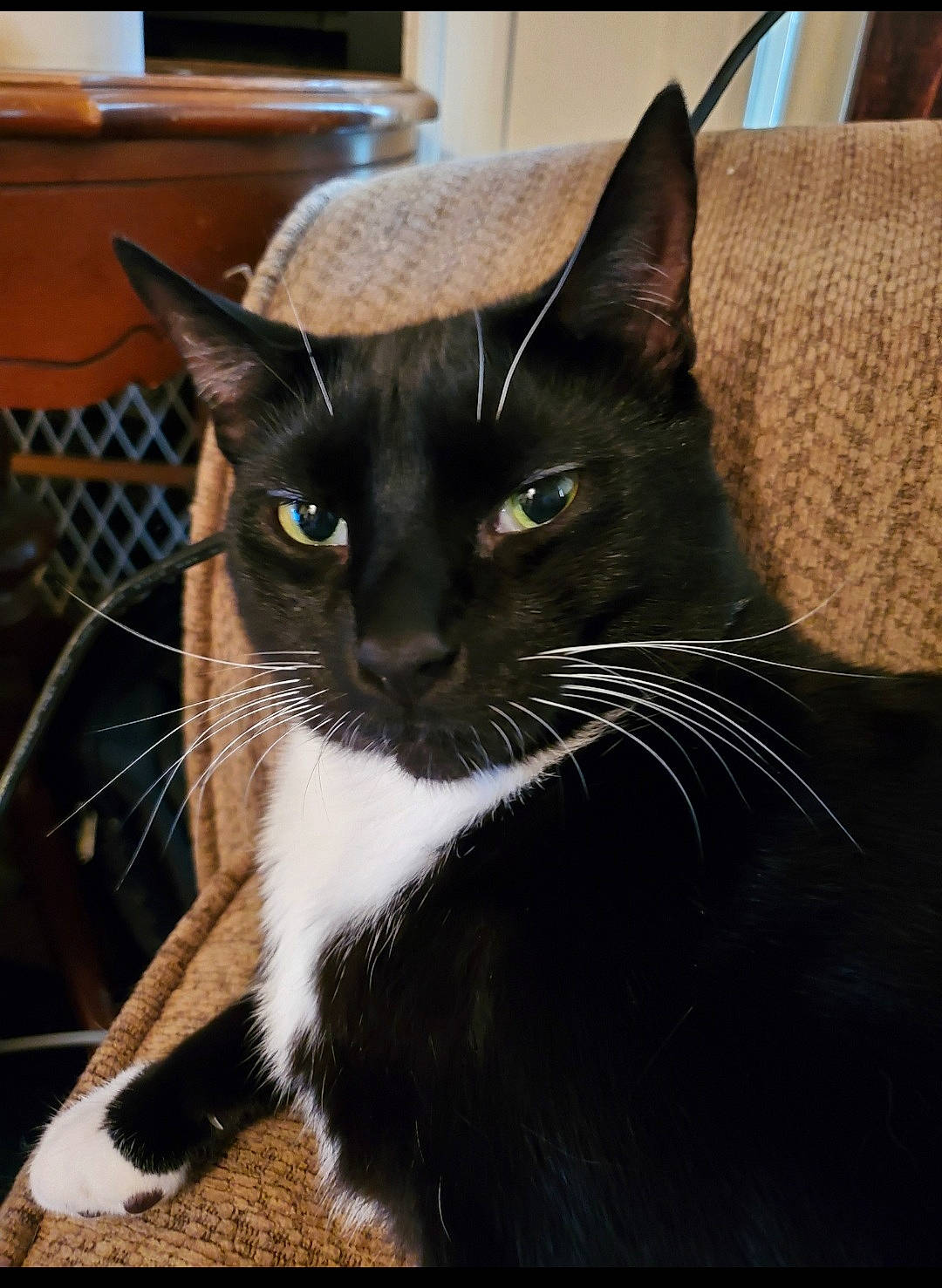 Simon joined the competition — help win amazing prizes! black_cat, box, carnivore, cat, comfort, domestic_short_haired_cat, felidae, fur, packaging_and_labeling, paper_product, small_to_medium_sized_cats, snout, tail, whiskers, window