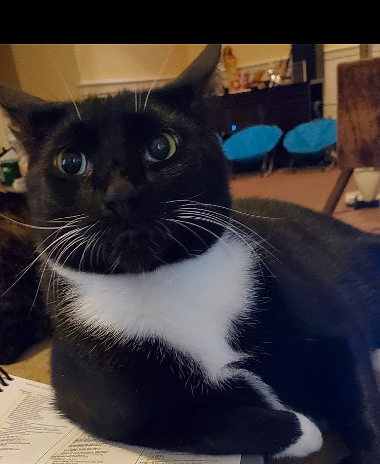 Simon joined the competition — help win amazing prizes! black_cat, box, carnivore, cat, domestic_short_haired_cat, felidae, fur, paw, pet_supply, small_to_medium_sized_cats, snout, square, tail, terrestrial_animal, whiskers, window