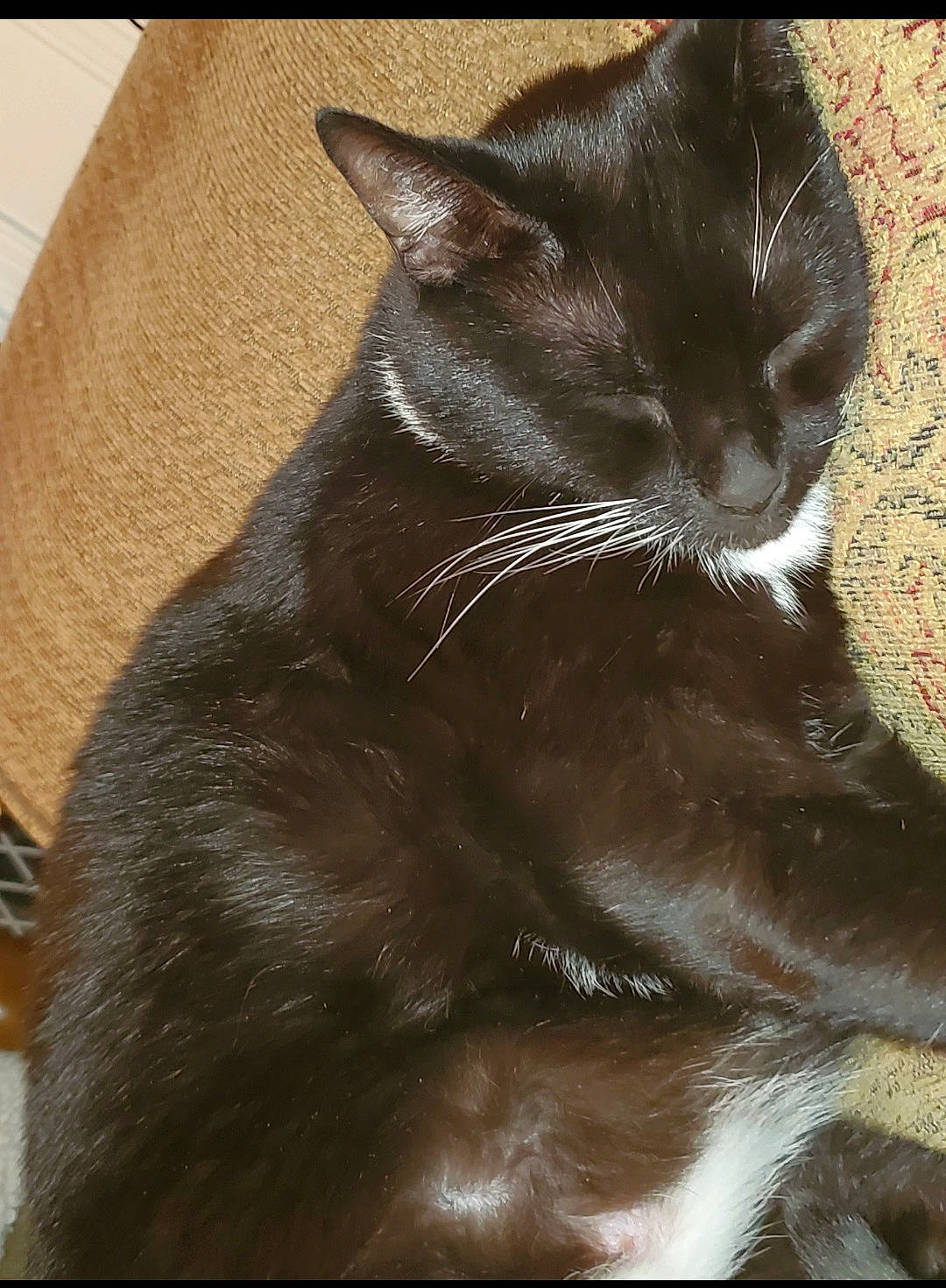 Simon joined the competition — help win amazing prizes! black_cat, brown, carnivore, cat, claw, comfort, domestic_short_haired_cat, felidae, fur, rectangle, sitting, small_to_medium_sized_cats, snout, tail, terrestrial_animal, tints_and_shades, whiskers