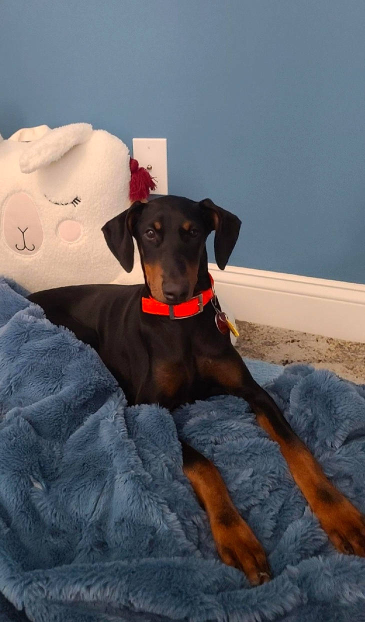 Kimber is registered to the contest to win money with this photo: canidae, carnivore, collar, comfort, companion_dog, dobermann, dog, dog_breed, dog_collar, dog_supply, guard_dog, hunting_dog, liver, pet_supply, working_animal, working_dog