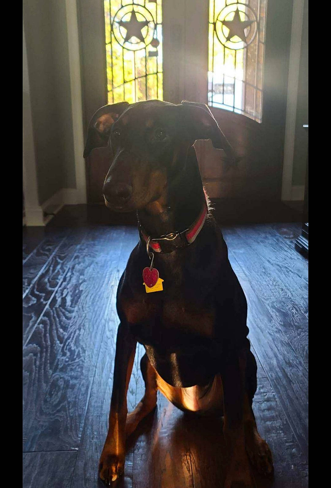 Kimber is registered to the contest to win money with this photo: carnivore, collar, companion_dog, dog, dog_breed, dog_collar, dog_supply, fawn, fixture, floor, flooring, light, personal_protective_equipment, pet_supply, snout, sporting_group, tints_and_shades, whiskers, window, working_animal