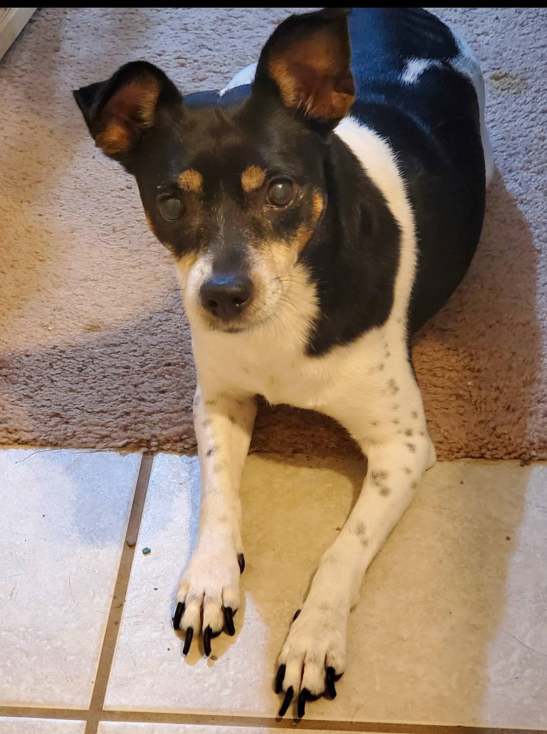 Syra joined the competition — help win amazing prizes! bored, carnivore, companion_dog, dog, dog_breed, paw, snout, sporting_group, terrestrial_animal, working_animal, working_dog