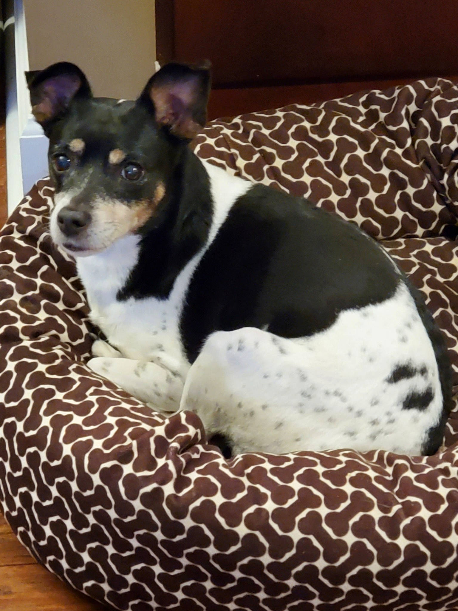 Syra joined the competition — help win amazing prizes! canidae, carnivore, comfort, companion_dog, dog, dog_breed, dog_supply, fawn, linens, non_sporting_group, pattern, paw, sitting, snout, sporting_group, terrestrial_animal, terrier, toy_dog, whiskers, working_animal