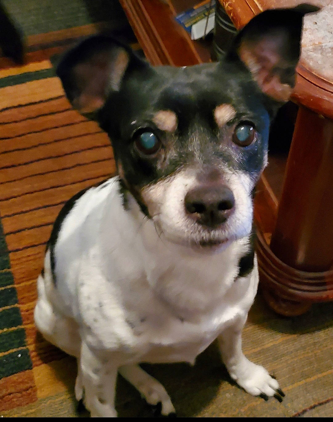 Syra is registered to the contest to win money with this photo: canidae, carnivore, collar, companion_dog, dog, dog_breed, fawn, non_sporting_group, snout, terrier, toy_dog, whiskers, wood, working_animal