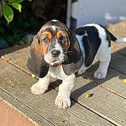 Loretta Lou is registered to the contest to win money with this photo: animal, basset_hound, black_and_white, brown, canine, closeup, cute, dog, ears, eyes, fur, nature, outdoor, pet, puppy, sunlight, walking, white, wooden_deck, young