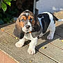 animal, basset_hound, black_and_white, brown, canine, closeup, cute, dog, ears, eyes, fur, nature, outdoor, pet, puppy, sunlight, walking, white, wooden_deck, young