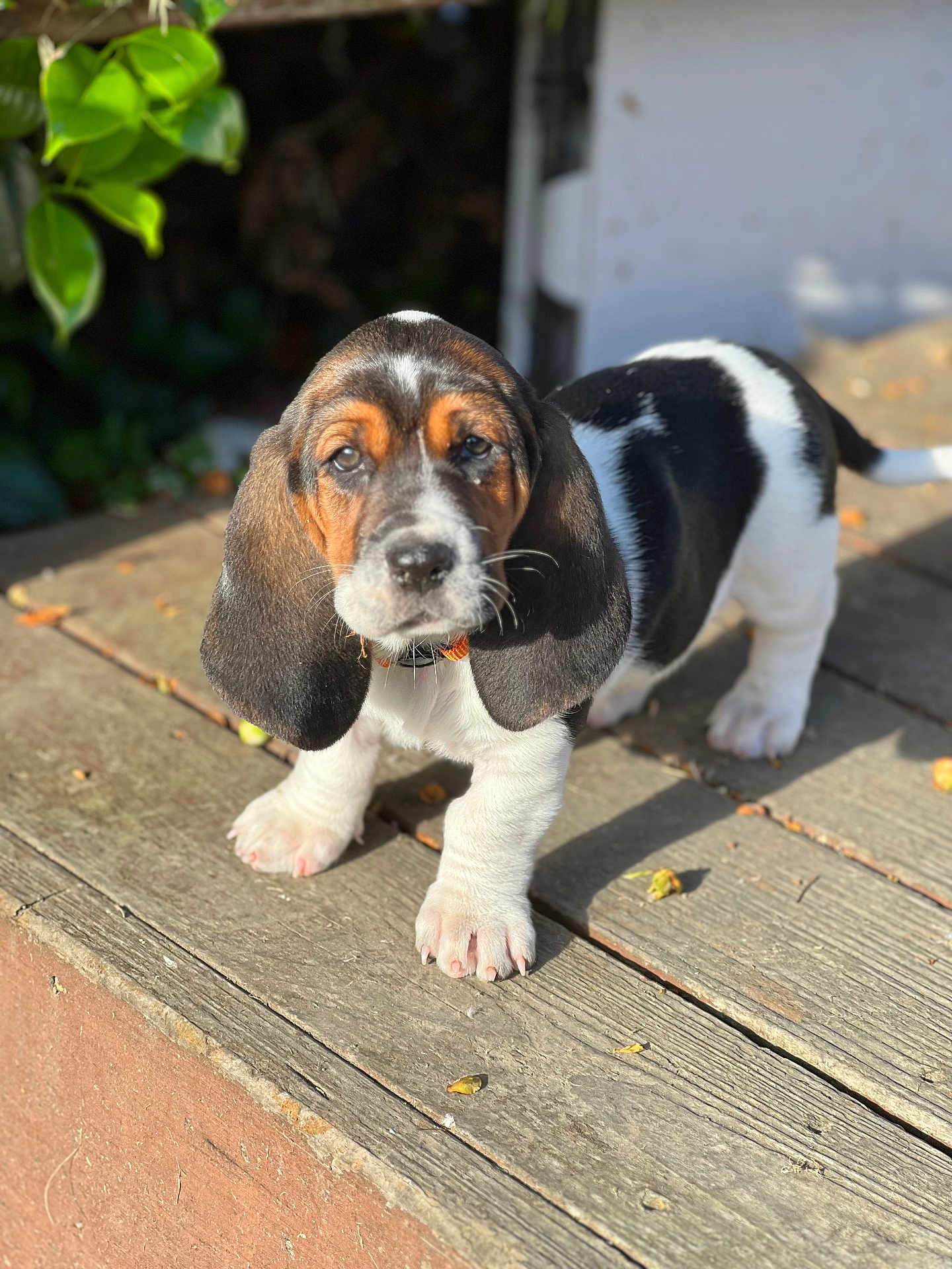 Loretta Lou