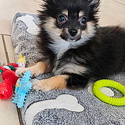 Atom a rejoint le concours — aidez-le/la à gagner de superbes lots ! puppy, dog, toy, chew_toy, dog_bed, floor, tile_floor, black_fur, tan_fur, small_dog, cute, pet, animal, indoor, fur, ears, eyes, paw, lying_down, playful