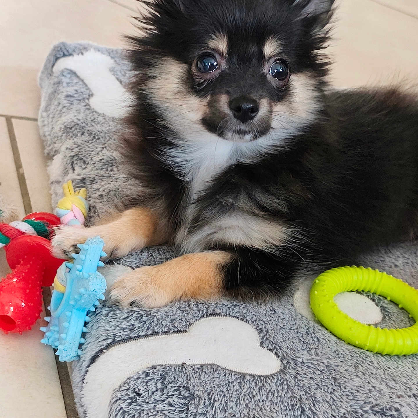 Atom a rejoint le concours — aidez-le/la à gagner de superbes lots ! animal, black_fur, chew_toy, cute, dog, dog_bed, ears, eyes, floor, fur, indoor, lying_down, paw, pet, playful, puppy, small_dog, tan_fur, tile_floor, toy