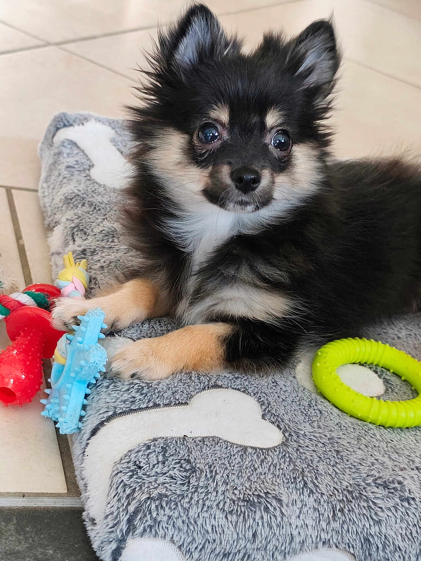 Atom a rejoint le concours — aidez-le/la à gagner de superbes lots ! puppy, dog, toy, chew_toy, dog_bed, floor, tile_floor, black_fur, tan_fur, small_dog, cute, pet, animal, indoor, fur, ears, eyes, paw, lying_down, playful