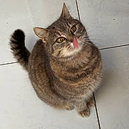Minouchette participe au concours pour gagner de l'argent avec cette photo : cat, tabby, pet, animal, feline, tongue, licking, floor, tile, sitting, cute, fur, whiskers, playful, domestic, looking_up, indoor, brown, striped, small