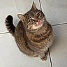animal, brown, cat, cute, domestic, feline, floor, fur, indoor, licking, looking_up, pet, playful, sitting, small, striped, tabby, tile, tongue, whiskers