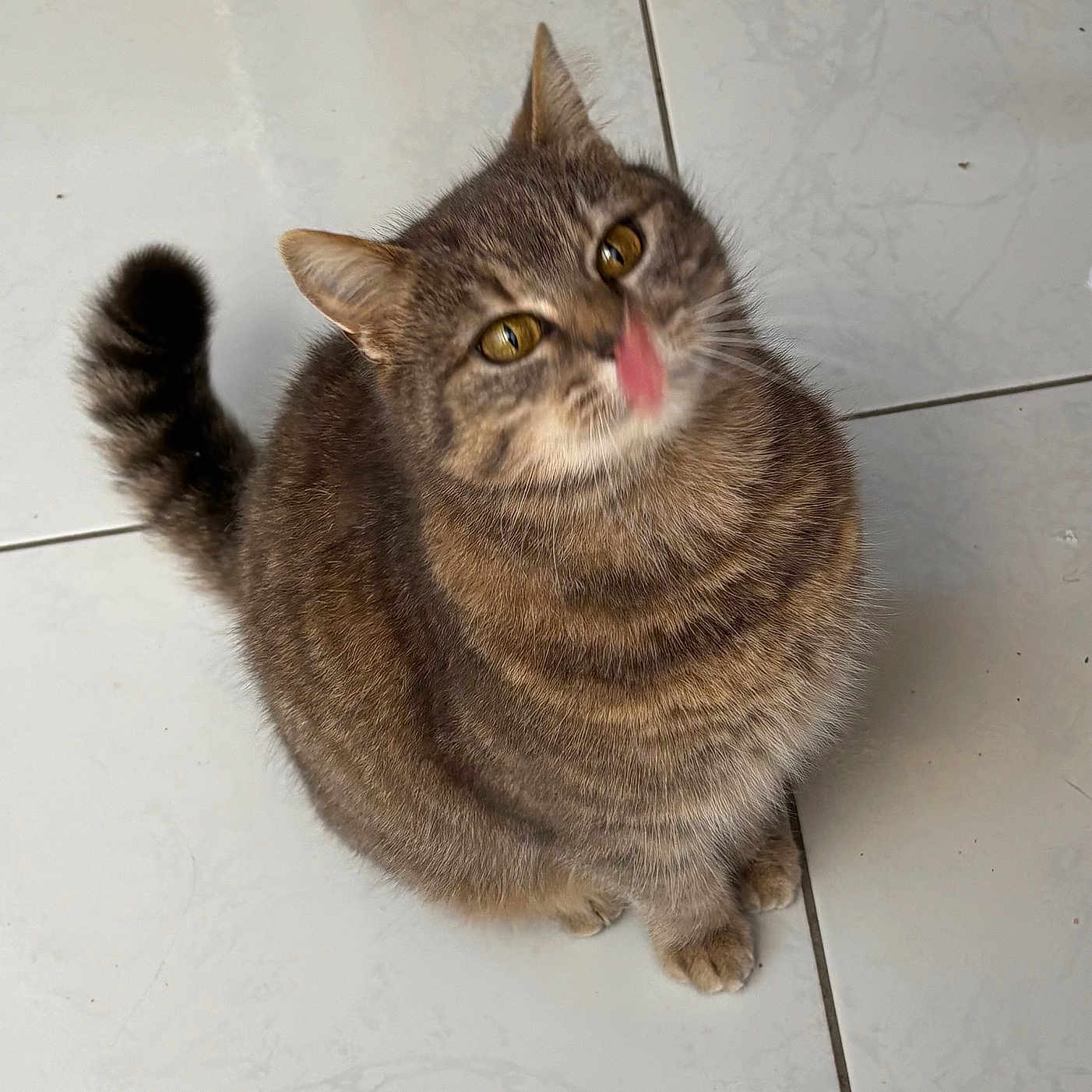 Minouchette participe au concours pour gagner de l'argent avec cette photo : cat, tabby, pet, animal, feline, tongue, licking, floor, tile, sitting, cute, fur, whiskers, playful, domestic, looking_up, indoor, brown, striped, small