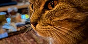 Minouche participe au concours pour gagner de l'argent avec cette photo : animal_portrait, blurred_background, carpet, cat, close_up, cozy, curious, domestic_animal, feline, focus, fur, golden_eyes, household, indoor, mammal, pet, side_view, tabby, television, whiskers