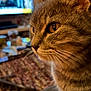 animal_portrait, blurred_background, carpet, cat, close_up, cozy, curious, domestic_animal, feline, focus, fur, golden_eyes, household, indoor, mammal, pet, side_view, tabby, television, whiskers