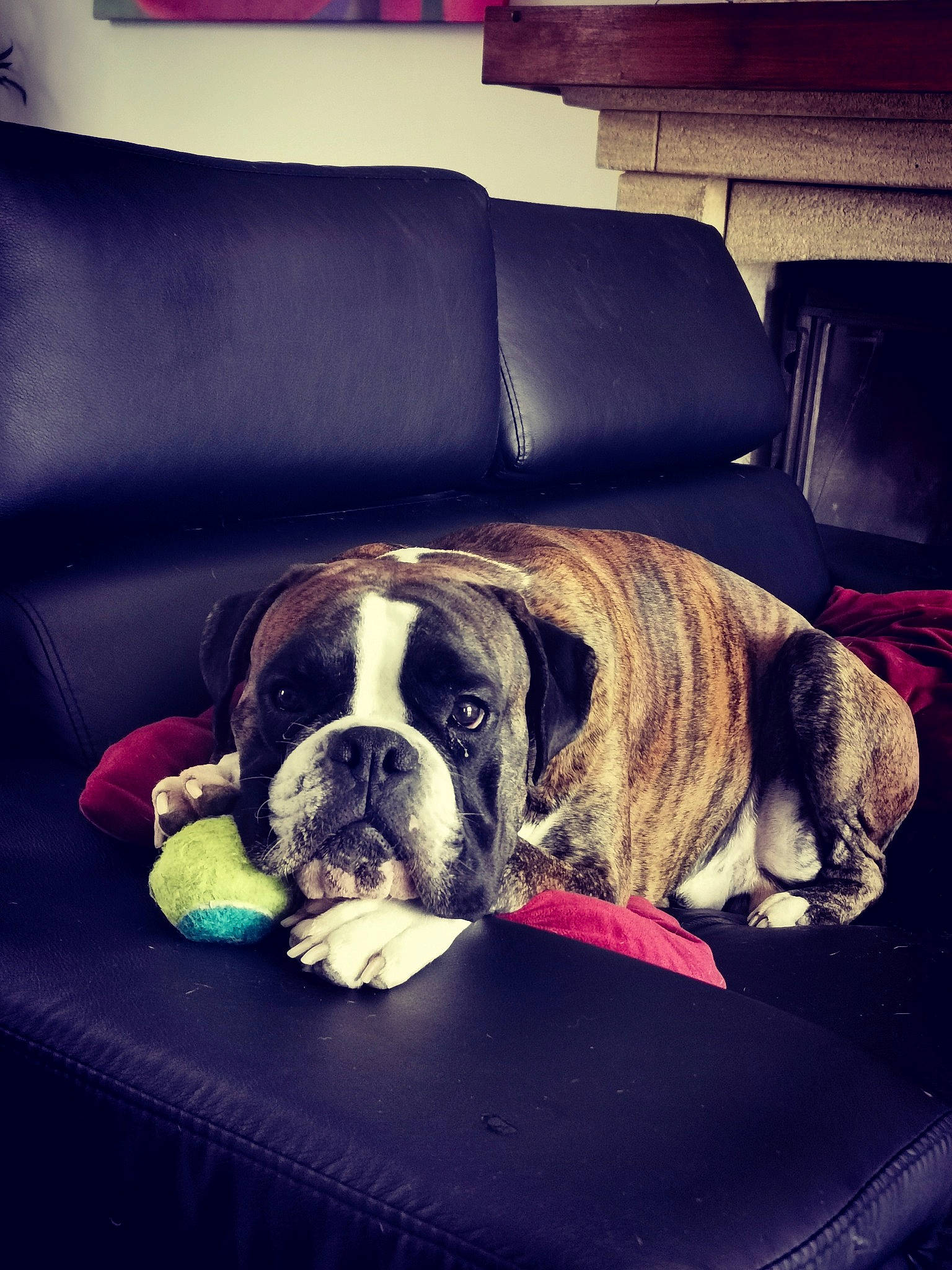 O'Neal a rejoint le concours — aidez-le/la à gagner de superbes lots ! boxer, canidae, carnivore, companion_dog, couch, dog, dog_breed, dog_supply, dog_toy, fawn, home, living_room, old_english_bulldog, pet_supply, snout, sofa_bed, sporting_group, studio_couch, working_animal, working_dog