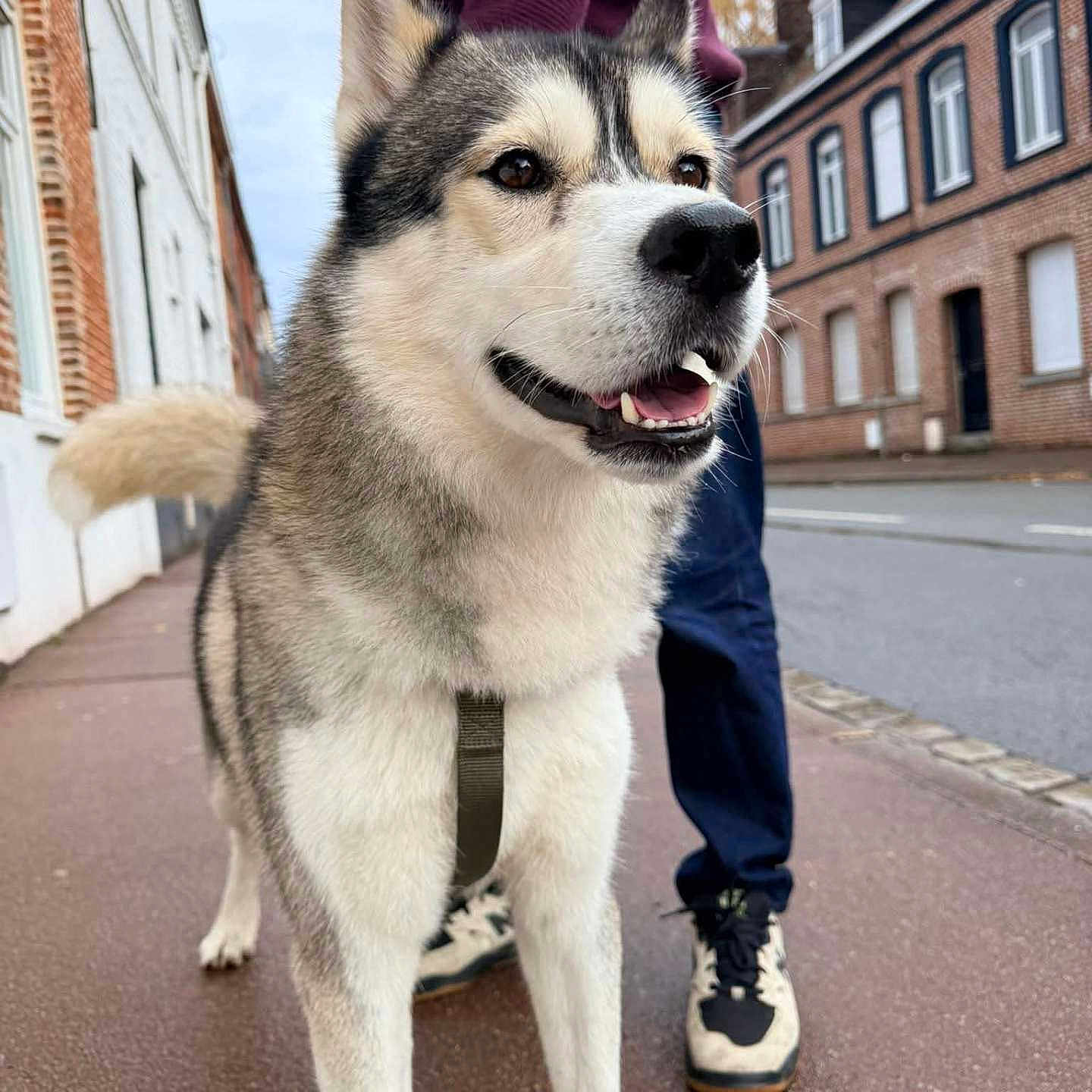 Rasko participe au concours pour gagner de l'argent avec cette photo : dog, husky, animal, pet, leash, sidewalk, street, person, shoes, building, brick, window, outdoor, urban, smile, fur, tail, happy, walking, casual