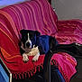 Texa a rejoint le concours — aidez-le/la à gagner de superbes lots ! dog, black_and_white, couch, red_blanket, striped_blanket, indoor, pet, relaxed, furniture, living_room, chair, black_chair, paw, canine, domestic_animal, resting, home, cozy, animal, comfort