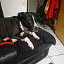 dog, black_and_white, indoor, couch, blanket, coat_rack, jacket, tile_floor, pet, animal, resting, leather_couch, household, canine, fur, paw, snout, ears, relaxed, living_room