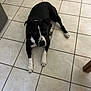 dog, black_and_white, tile_floor, indoor, pet, animal, laying_down, looking_up, curious, paws, floor_tiles, domestic, canine, resting, ears, snout, white_paws, black_fur, home, companion