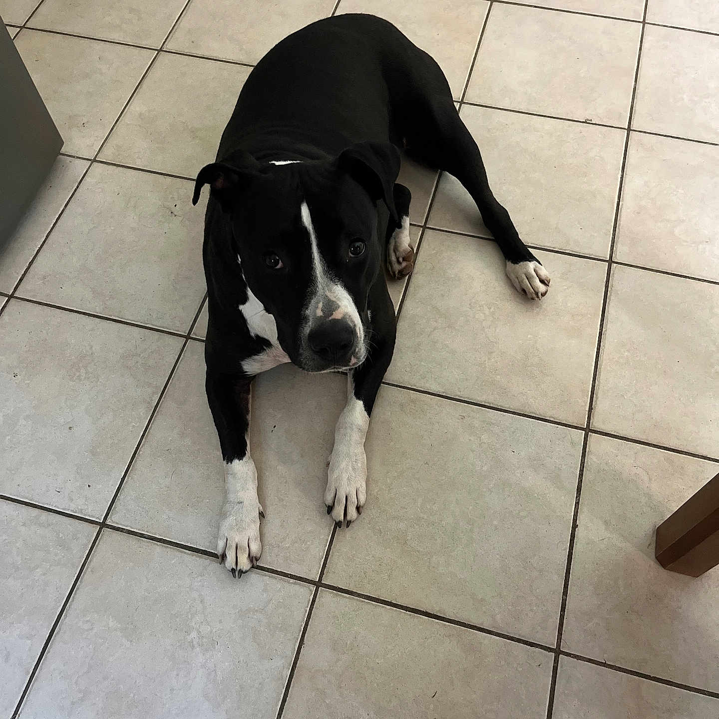 Texa a rejoint le concours — aidez-le/la à gagner de superbes lots ! animal, black_and_white, black_fur, canine, companion, curious, dog, domestic, ears, floor_tiles, home, indoor, laying_down, looking_up, paws, pet, resting, snout, tile_floor, white_paws
