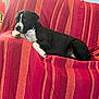dog, black_and_white, couch, striped, red, orange, indoor, pet, relaxed, lying_down, comfort, furniture, home, canine, resting, animal, domestic, cozy, living_room, portrait