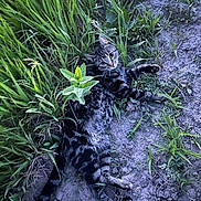 Luna is registered to the contest to win money with this photo: cat, tabby_cat, grass, dirt, outdoor, animal, pet, greenery, nature, laying_down, curious, feline, whiskers, ears, paws, tail, ground, plant, young_cat, closeup