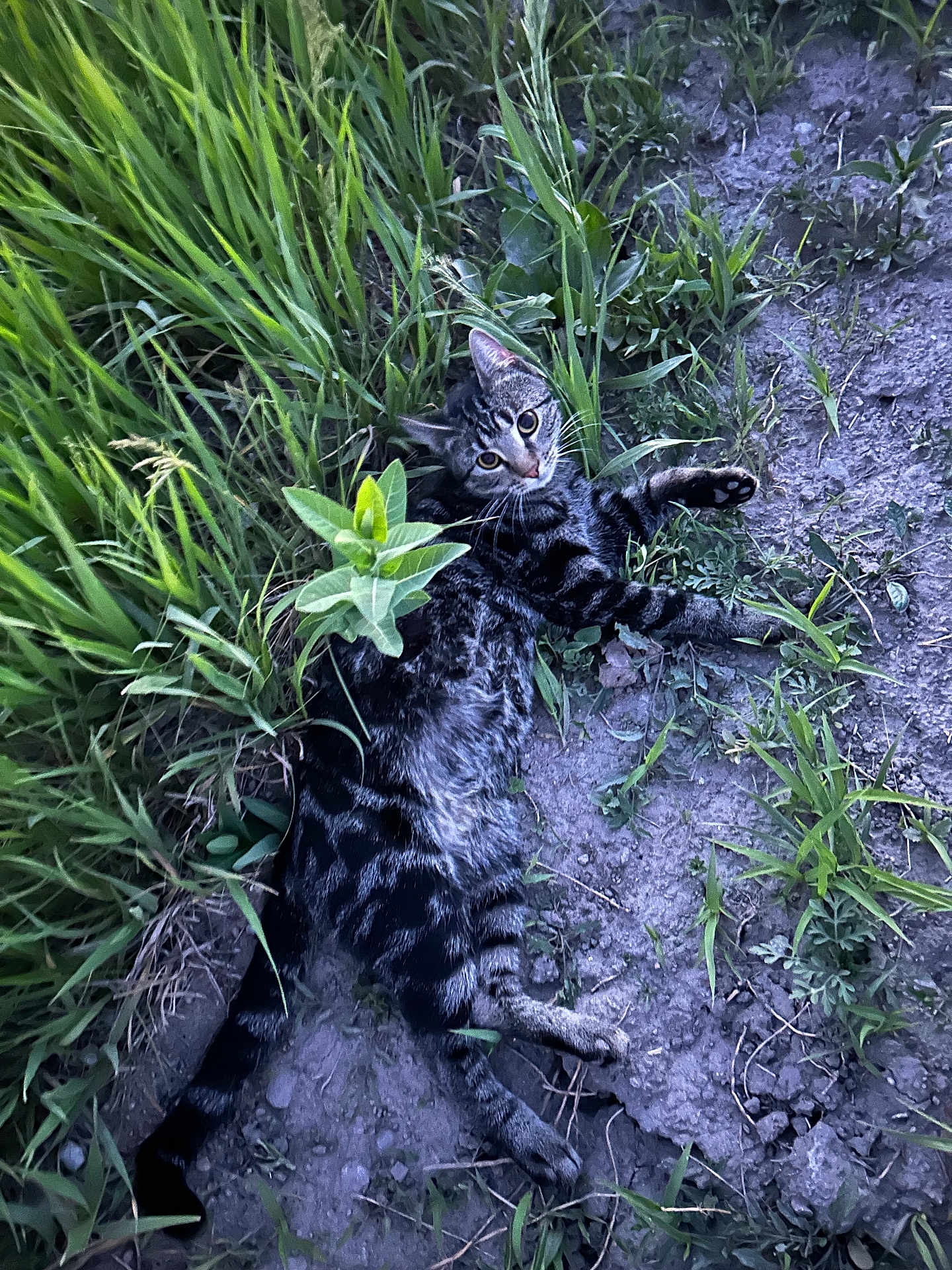 Luna