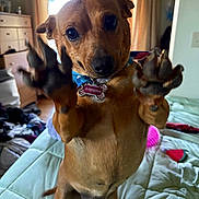 Sabrina joined the competition — help win amazing prizes! animal, bed, brown, canine, closeup, collar, curtains, cute, dog, domestic, furniture, indoor, looking, paw, pet, playful, room, standing, toy, window