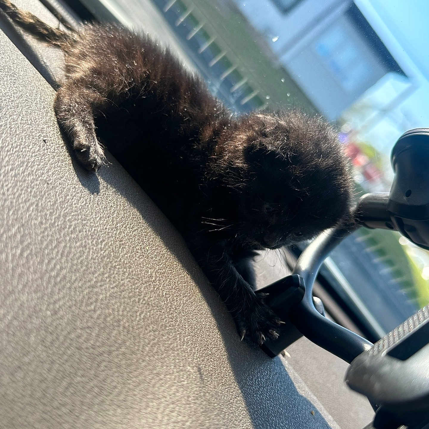 Jannah is registered to the contest to win money with this photo: animal, bird, blackbird, blackcat, canine, car, cat, city, dog, electronics, fox, kitfox, kitten, pet, puppy, road, street, transportation, urban, vehicle