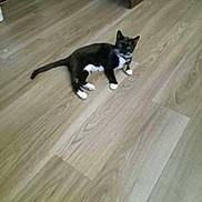 Dophin is registered to the contest to win money with this photo: cat, black_and_white, floor, wooden_floor, indoor, pet, collar, tag, lying_down, feline, curious, animal, domestic, fur, whiskers, tail, ears, paws, home, relaxed