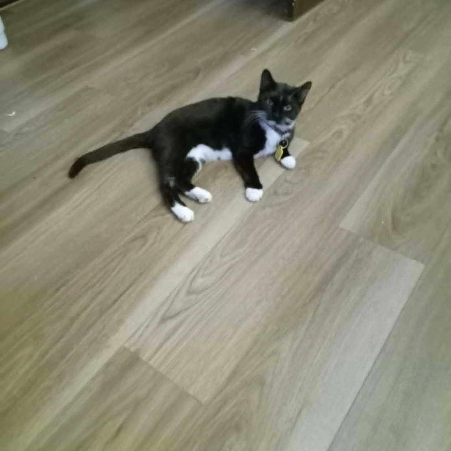 Dophin is registered to the contest to win money with this photo: animal, black_and_white, cat, collar, curious, domestic, ears, feline, floor, fur, home, indoor, lying_down, paws, pet, relaxed, tag, tail, whiskers, wooden_floor