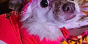 Cleo is registered to the contest to win money with this photo: dog, hat, clothing, pink, patterned_blanket, indoor, furniture, person, phone, flowers, vintage_cabinet, table, blanket, face, pet, cozy, living_room, colorful, curious, relaxed