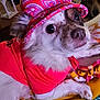 dog, hat, clothing, pink, patterned_blanket, indoor, furniture, person, phone, flowers, vintage_cabinet, table, blanket, face, pet, cozy, living_room, colorful, curious, relaxed