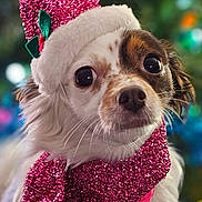 Cleo joined the competition — help win amazing prizes! dog, small_dog, christmas_hat, scarf, festive, holiday, sparkly, pink, white_fur, brown_spots, cute, portrait, close_up, background_bokeh, wide_eyes, seasonal, winter_clothing, pet, indoors, fluffy