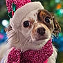 dog, small_dog, christmas_hat, scarf, festive, holiday, sparkly, pink, white_fur, brown_spots, cute, portrait, close_up, background_bokeh, wide_eyes, seasonal, winter_clothing, pet, indoors, fluffy