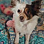 Cleo joined the competition — help win amazing prizes! dog, small_dog, patchy_fur, ears_up, curious, blanket, patterned_blanket, indoor, pet, toy, soft_toy, lying_down, fur, cute, animal, companion, close_up, bed, resting, domestic