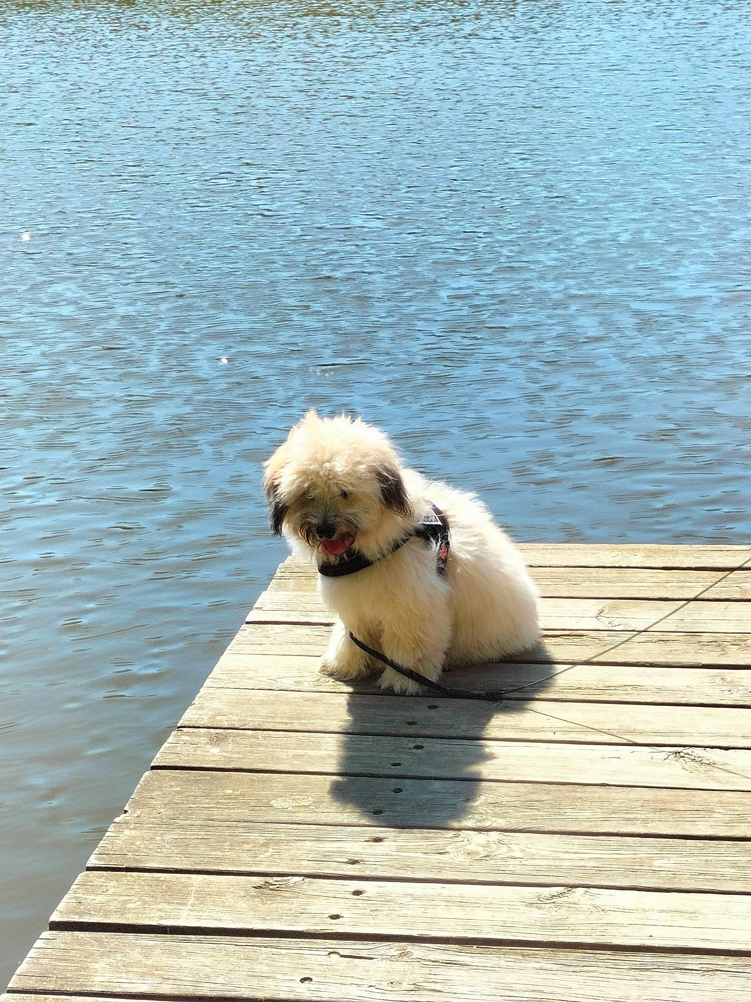 Tommy a rejoint le concours — aidez-le/la à gagner de superbes lots ! canidae, carnivore, collar, companion_dog, dock, dog, dog_breed, dog_collar, fawn, flooring, lake, snout, sporting_group, tail, toy_dog, tree, vertebrate, water, wood, working_animal