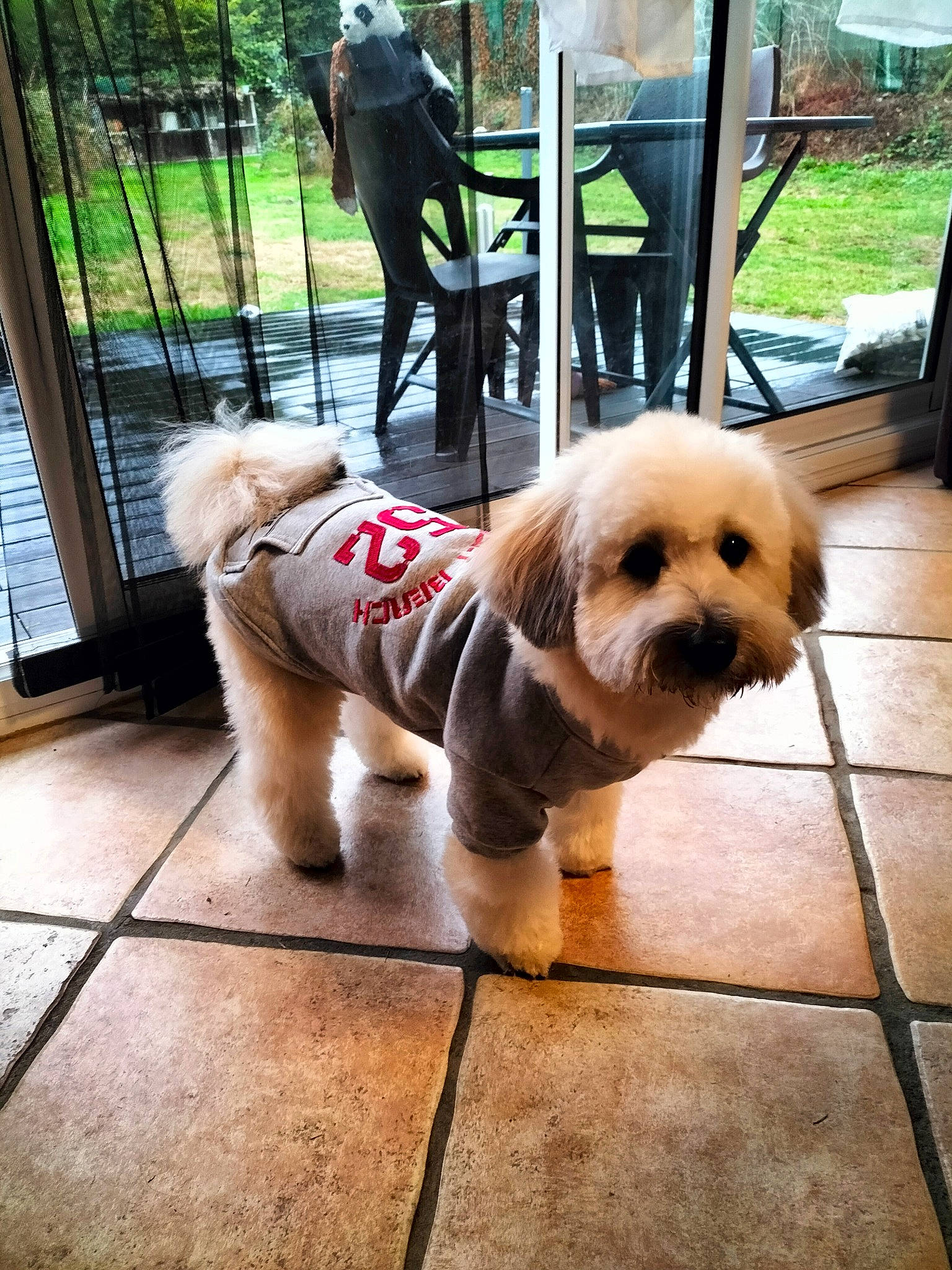 Tommy participe au concours pour gagner de l'argent avec cette photo : carnivore, collar, companion_dog, dog, dog_breed, dog_clothes, dog_collar, dog_supply, fawn, floor, flooring, grass, leash, mammal, pet_supply, sidewalk, snout, toy_dog, vertebrate, working_animal