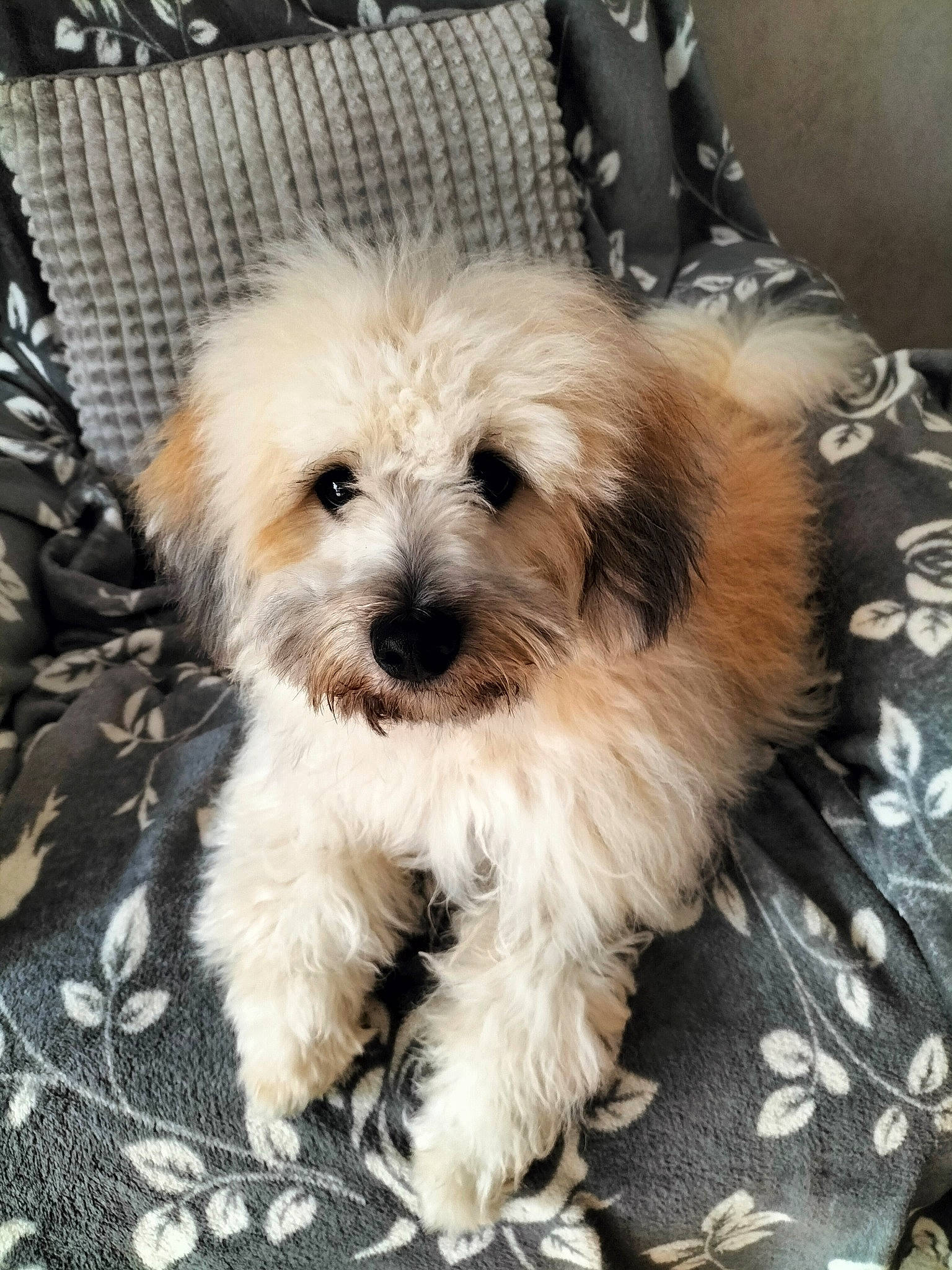 Tommy participe au concours pour gagner de l'argent avec cette photo : bag, carnivore, companion_dog, dog, dog_breed, dog_supply, fur, luggage_and_bags, mal_shi, non_sporting_group, poodle_crossbreed, puppy_love, shih_poo, small_terrier, terrestrial_animal, terrier, toy_dog, water_dog, working_animal, yorkipoo