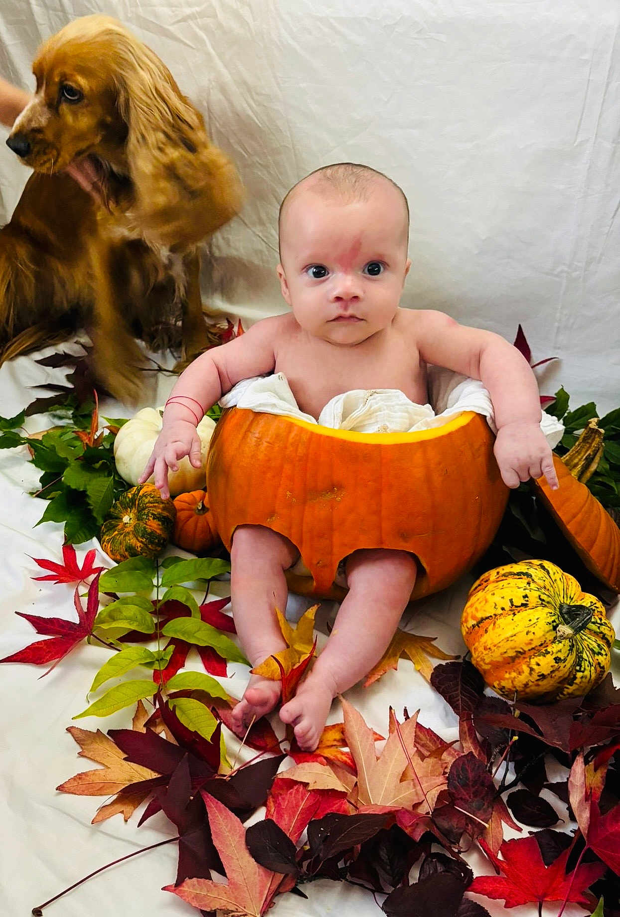 Elliot joined the competition — help win amazing prizes! baby, pumpkin, dog, autumn_leaves, gourds, fall, cute, indoor, portrait, orange, yellow, green, red, brown, pet, infant, decor, seasonal, festive, blanket
