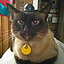 Chewbacca joined the competition — help win amazing prizes! animal, bed, box, cat, closeup, collar, ears, feline, furniture, hat, indoor, pet, quilt, relaxed, room, shelf, siamese_cat, tag, whiskers, wood_paneling