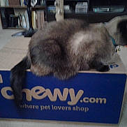 Chewbacca joined the competition — help win amazing prizes! animal, blur, books, box, cardboard_box, carpet, cat, collar, domestic_cat, furniture, home, indoor, living_room, pet, pet_toy, shelf, siamese_cat, sitting, tail, toy