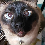 Chewbacca joined the competition — help win amazing prizes! animal, bell, blue_eyes, cat, close_up, collar, curious, cute, domestic_cat, face, feline, fur, indoor, looking_up, mammal, pet, portrait, siamese, whiskers, young